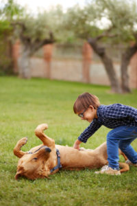  Ensure the safety of your furry friends while your kitchen or bathroom is remodeled