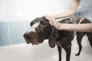 bowen remodeling pet friendly bathroom