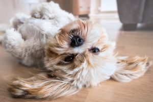 How To Survive A Home Remodel With A Dog Bowen Remodeling